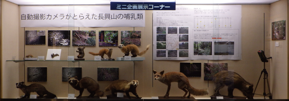 ミニ企画展示の展示全景画像