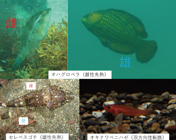 性転換する魚たち