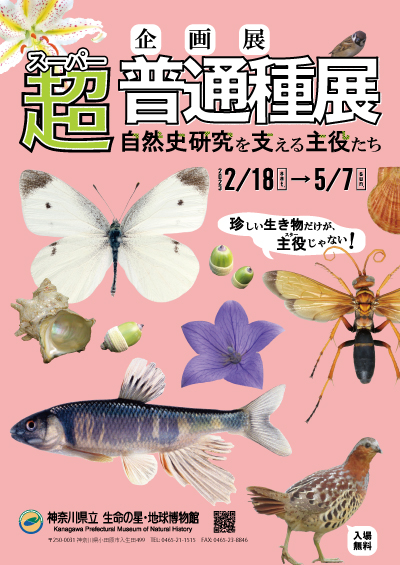 2022年度 企画展 スーパー普通種展　自然史研究を支える主役たち