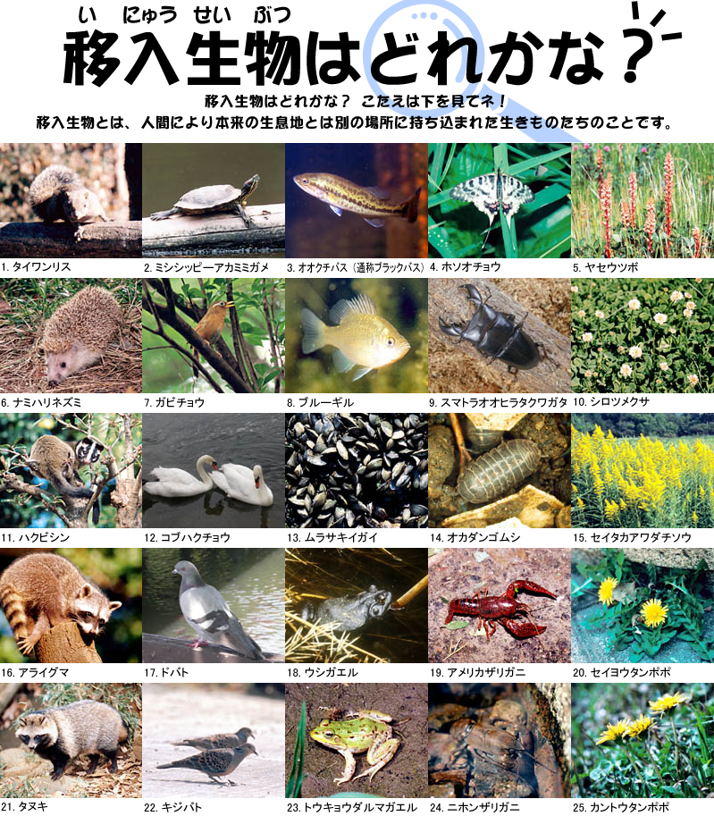 移入生物はどれかな？