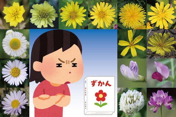 植物図鑑の使い方―春の花編―のイメージ画像