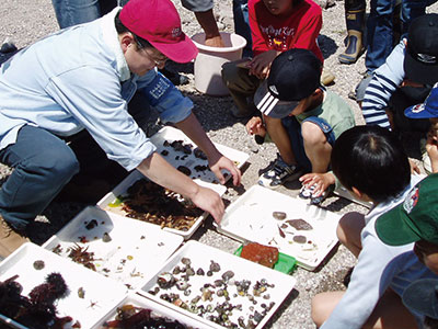 講座「磯の生きものウォッチング1」のイメージ画像