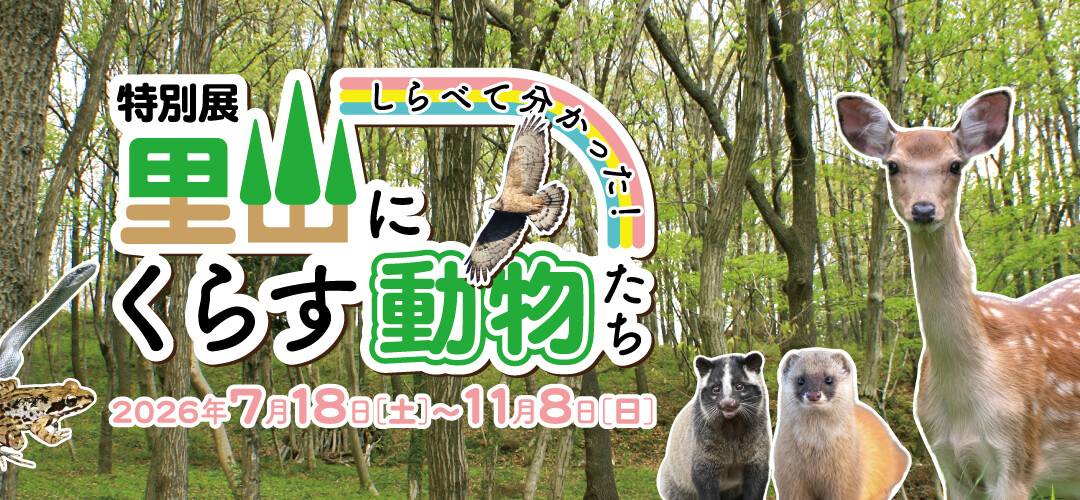 MB【特別展】しらべて分かった！里山にくらす動物たち