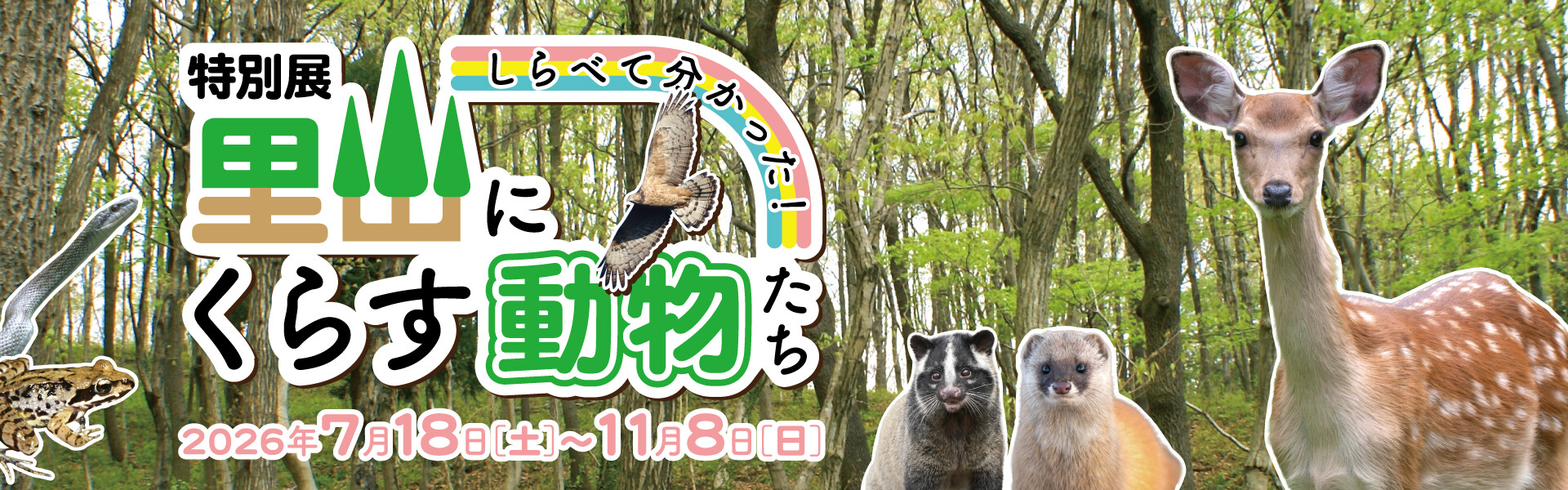 PC版【特別展】しらべて分かった！里山にくらす動物たち