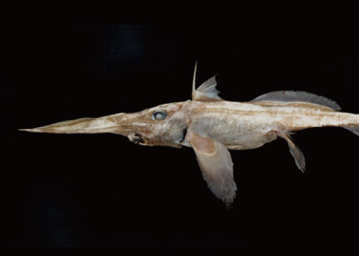 1_Pacific _knifenose_ chimaera.jpg