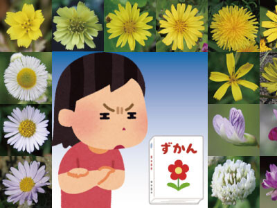 植物図鑑の使い方―春の花編―