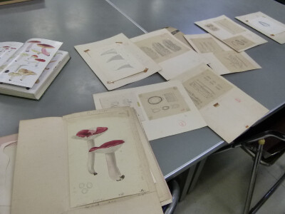 自然史のアーカイブズをみてみよう