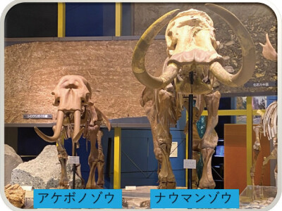 日本にゾウがいたころを知ろう