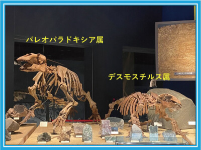 日本の変わった姿の動物、デスモスチルス類ってどんな動物？