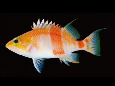 もっと魚を知りたい人のための魚類学講座―魚類形態学入門―