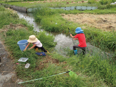 川と用水路の生き物を調べよう