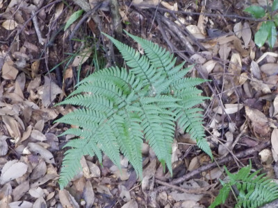 初めてのシダ―シダ植物の観察ポイント―