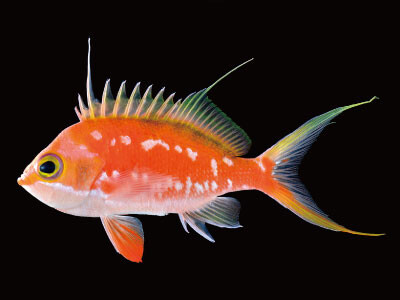 もっと魚を知りたい人のための魚類学講座