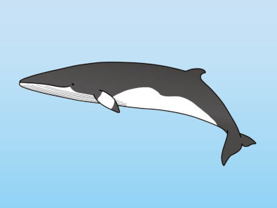 クジラ・イルカの体のかたちを知ろう