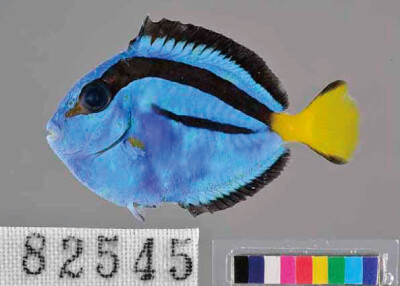2_Blue_Tang.jpg