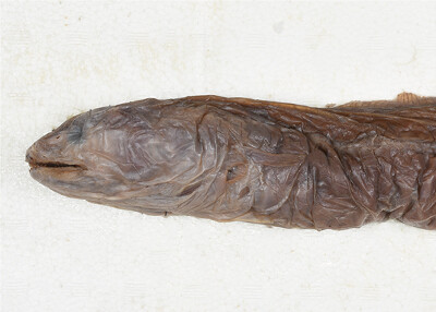 3_Conger_eel.jpg