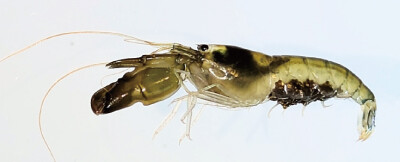 Estuary_snapping_shrimp_2.jpg