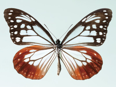 昆虫採集連続講座