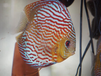 discus_fish.jpg