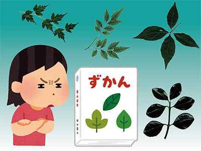 植物図鑑の使い方ー樹木編ー