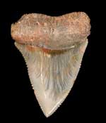 �z�I�W���U���i���j