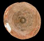 �l�Y�~�U���ށi�Ғō��j