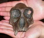 �h���R�s�e�N�X�i�J�i�K���s�e�N�X�j���v�g�|�X�g�I���r�^���X