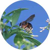 オガサワラクマバチの写真