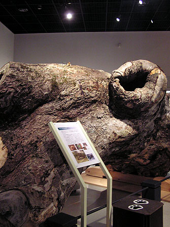 大きなトキノキの樹洞