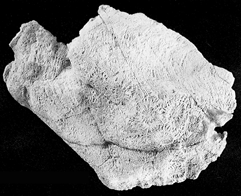 丹沢産サンゴ化石