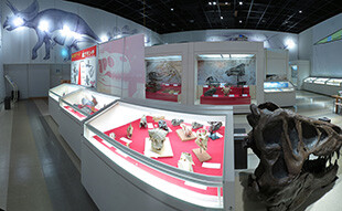 展示室 あたまゾーン
