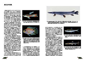 展示解説書38ページと39ページ