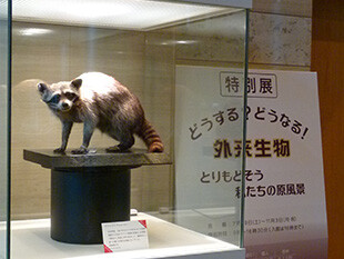 シンボル展示「アライグマ」