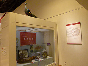 シンボル展示「外来生物」
