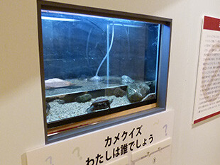 生きもの展示「カメ」