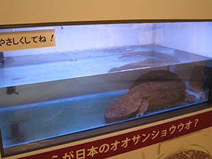 生きもの展示「オオサンショウウオ」