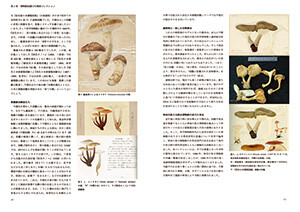 展示解説書38ページと39ページ