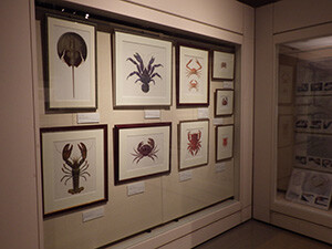 5人の「生物画の達人」4