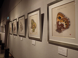 1. ようこそ静物画の世界へ(田淵行男氏の細密画)