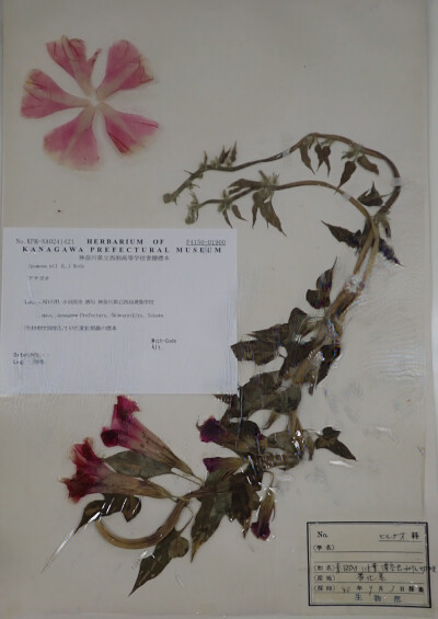 押し葉標本が紡ぐ物語 －神奈川県立西湘高等学校寄贈標本展示－