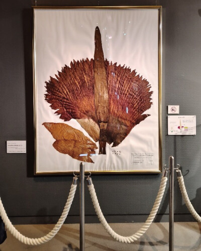 Amorphophallus_titanum.jpg
