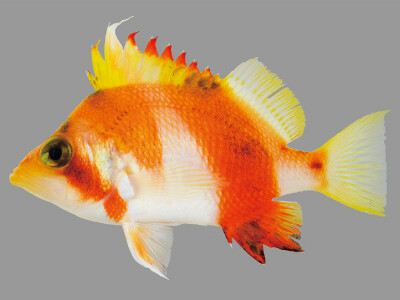 KPM-NI0078783_W.jpg