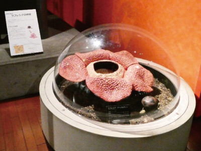 Rafflesia.jpg