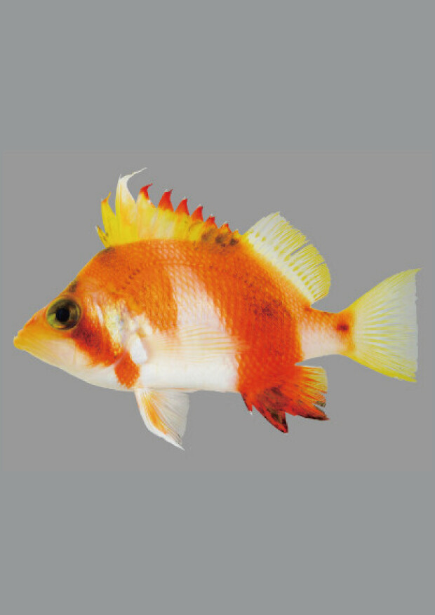 新顔の魚たち