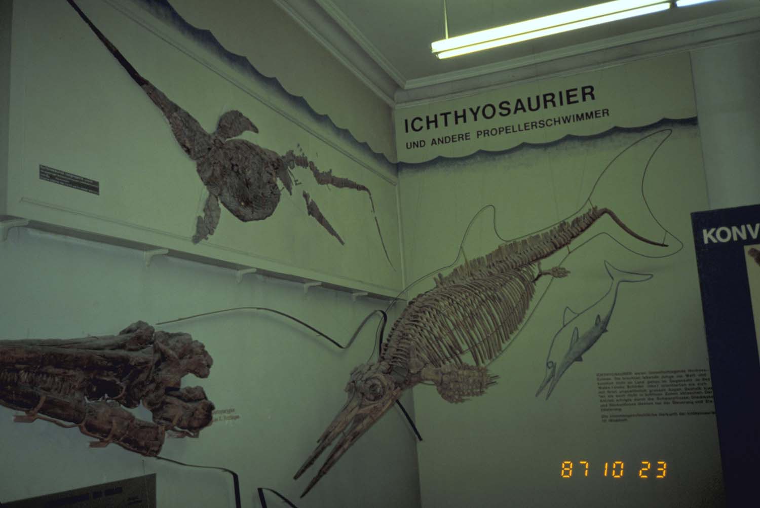 イクチオサウルス [Z461] 化石 - その他