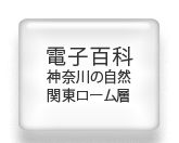 電子百科・神奈川の自然・関東ローム層