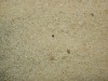 砂の自然史