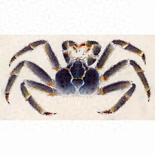 細密画からカニを探す