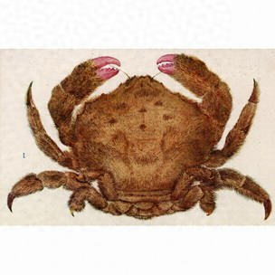 細密画からカニを探す