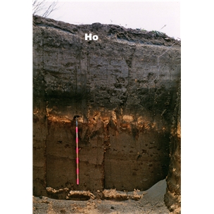 �ٻ����ʡ����ʥ����ꥢ